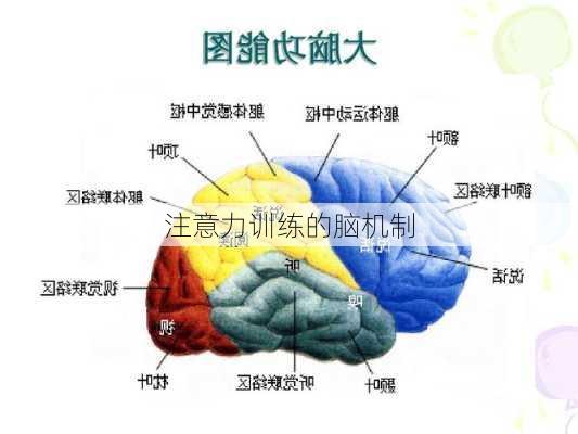 注意力训练的脑机制