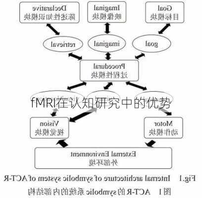 fMRI在认知研究中的优势