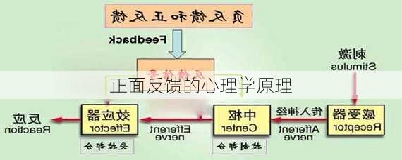 正面反馈的心理学原理