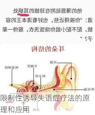 限制性诱导失语症疗法的原理和应用