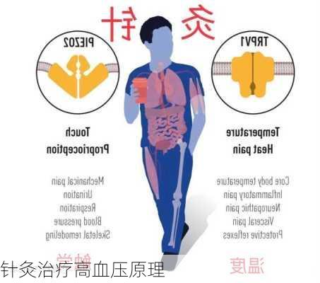 针灸治疗高血压原理