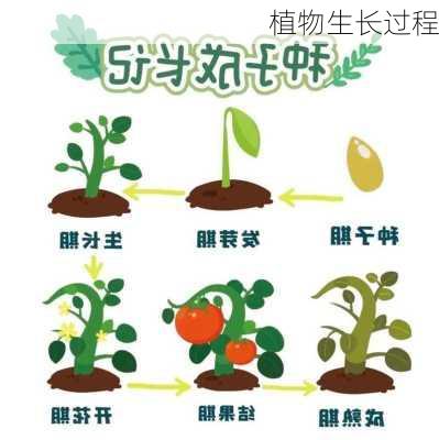 植物生长过程