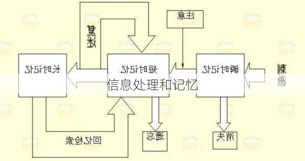 信息处理和记忆