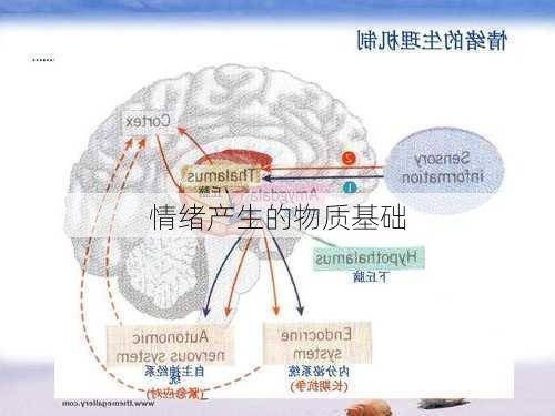 情绪产生的物质基础