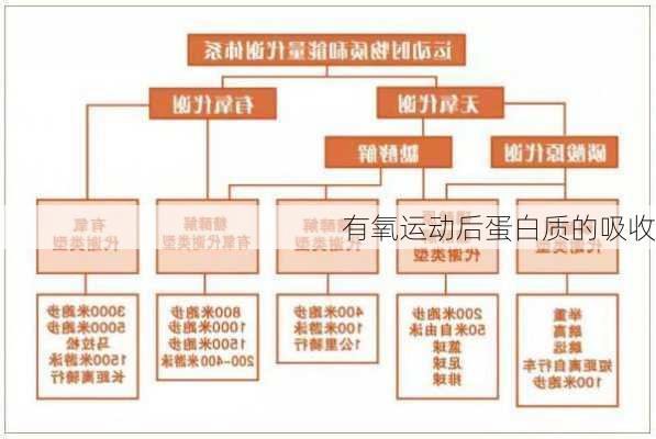 有氧运动后蛋白质的吸收