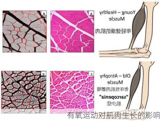 有氧运动对肌肉生长的影响