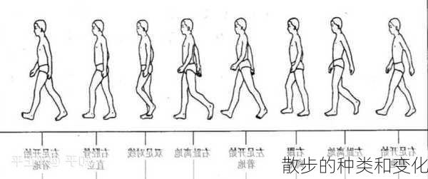 散步的种类和变化