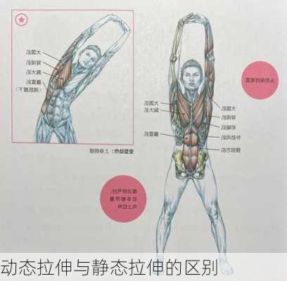 动态拉伸与静态拉伸的区别