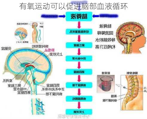 有氧运动可以促进脑部血液循环