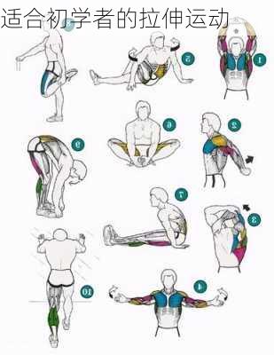 适合初学者的拉伸运动