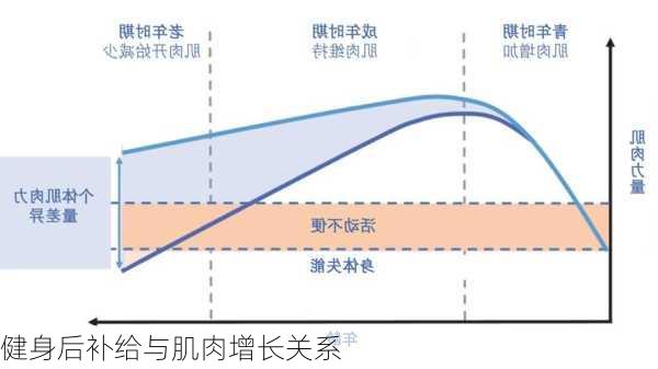 健身后补给与肌肉增长关系