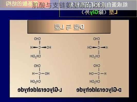 肌酸与支链氨基酸的区别