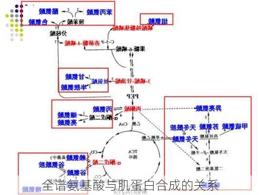 全谱氨基酸与肌蛋白合成的关系