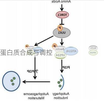 蛋白质合成与调控
