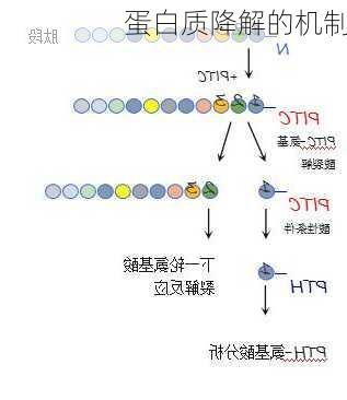 蛋白质降解的机制