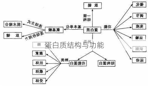 蛋白质结构与功能