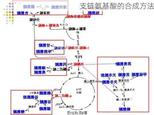 支链氨基酸的合成方法