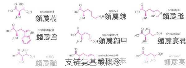 支链氨基酸概念