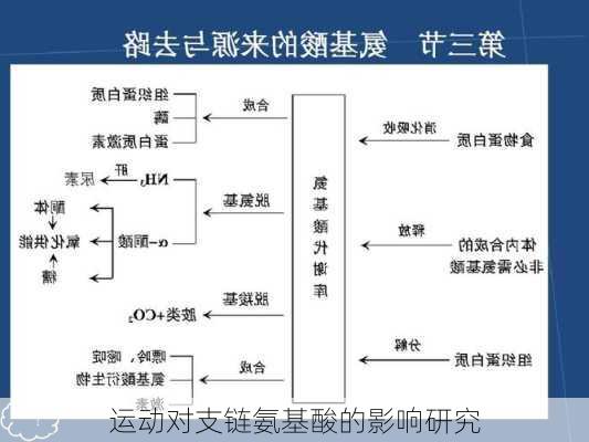 运动对支链氨基酸的影响研究