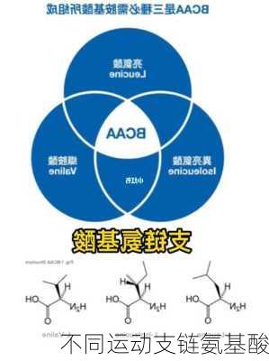 不同运动支链氨基酸