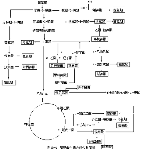 支链氨基酸在骨骼肌代谢中的作用