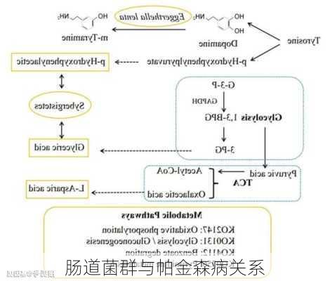 肠道菌群与帕金森病关系