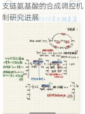 支链氨基酸的合成调控机制研究进展