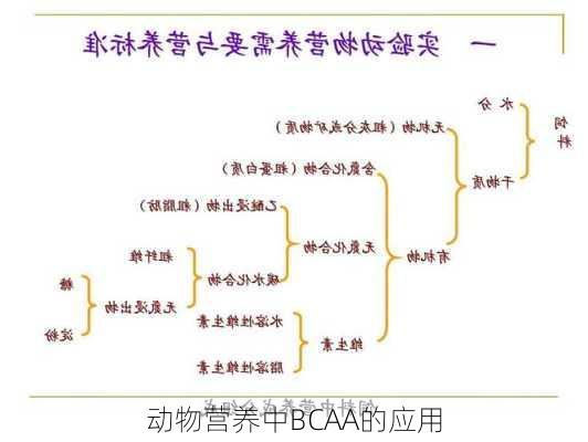 动物营养中BCAA的应用