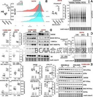 BCAA合成调控新发现