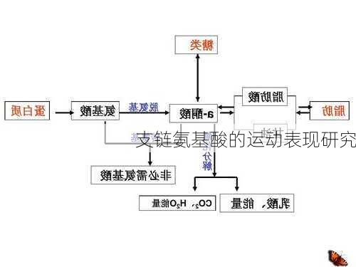 支链氨基酸的运动表现研究