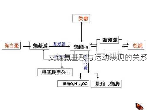 支链氨基酸与运动表现的关系