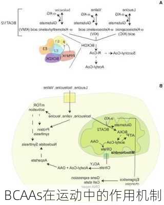 BCAAs在运动中的作用机制