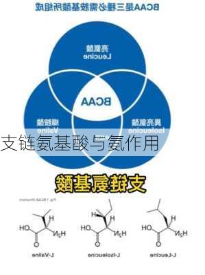 支链氨基酸与氨作用