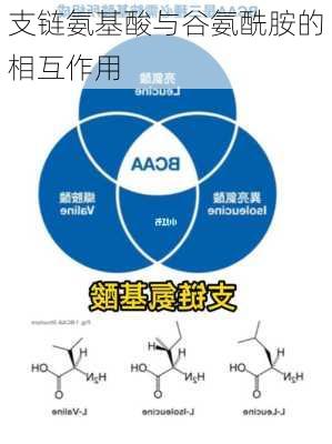 支链氨基酸与谷氨酰胺的相互作用