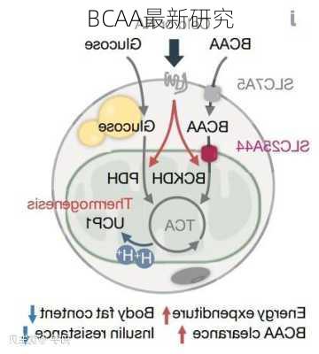 BCAA最新研究