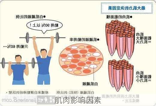 肌肉影响因素