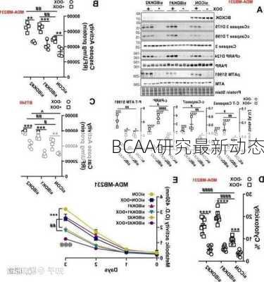 BCAA研究最新动态