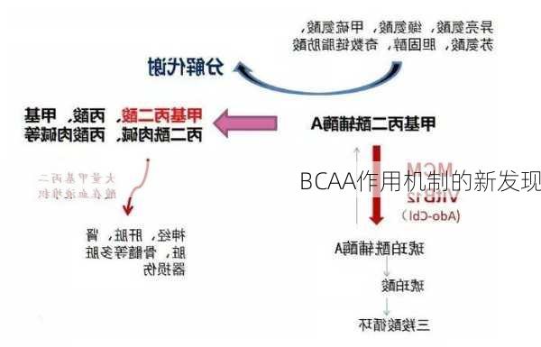 BCAA作用机制的新发现