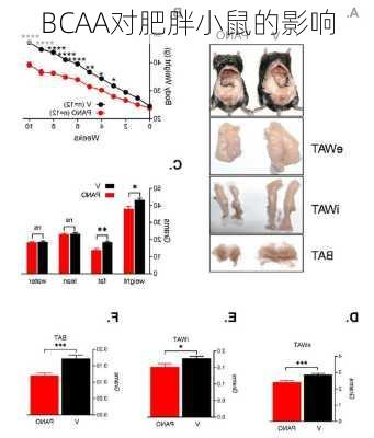BCAA对肥胖小鼠的影响