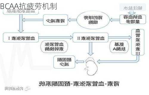 BCAA抗疲劳机制