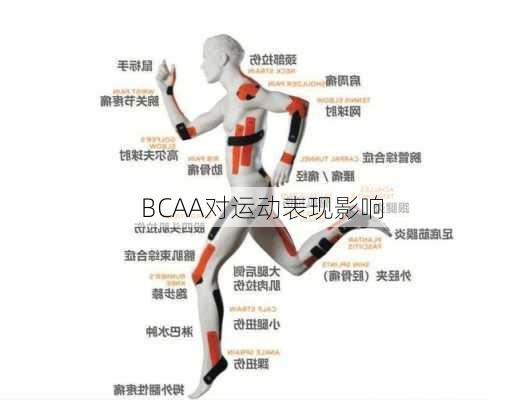 BCAA对运动表现影响