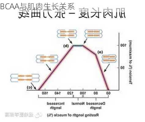 BCAA与肌肉生长关系