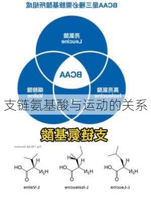 支链氨基酸与运动的关系