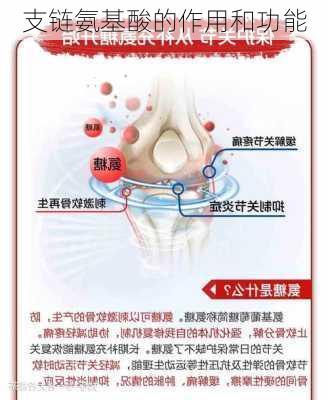 支链氨基酸的作用和功能