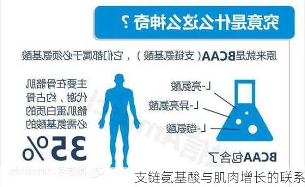 支链氨基酸与肌肉增长的联系