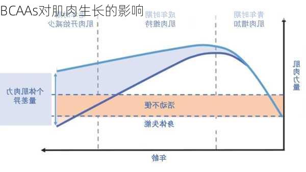 BCAAs对肌肉生长的影响