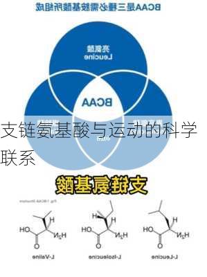 支链氨基酸与运动的科学联系