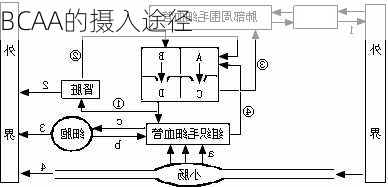 BCAA的摄入途径