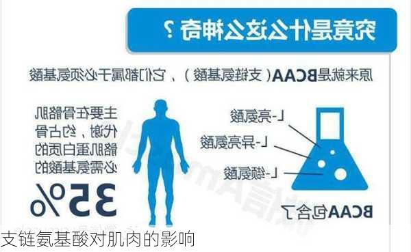 支链氨基酸对肌肉的影响