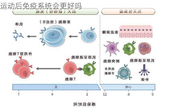 运动后免疫系统会更好吗